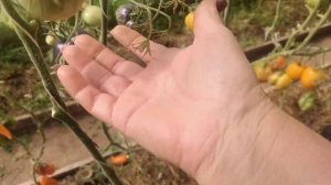 Обзор сорта Огненная комета Софии