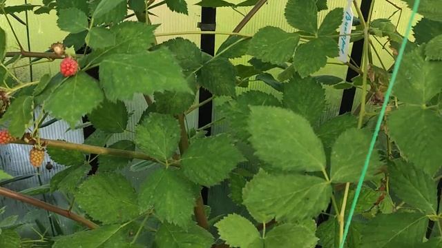 Понка, Виктория итд ежевика сладкая смотреть онлайн