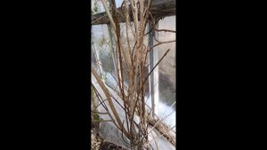 Персик . Хурма .Киви . Гранат . Середина апреля отчет о т