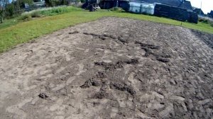 Газон из белого клевера своими руками