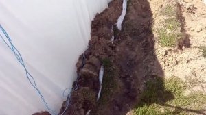 Виноградник под агроволокном 30 апреля