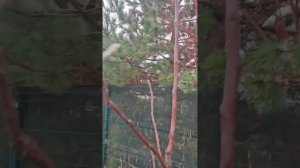 Зимняя обрезка молодой яблони