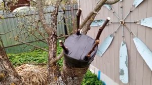 Прививка яблони за кору в центральный проводник.