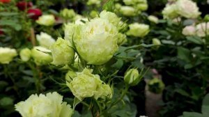 Сорт с самым продолжительным цветением. Лимонад - Lemonade