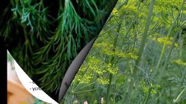 Как ускорить всходы укропа, и почему у некоторых он во?