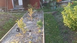 Цветение рододендронов