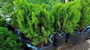 Туя восточная Ауреа Нана опт и безналичный расчет | Ро?