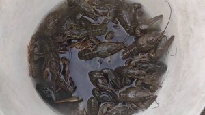 Садовый пруд на участке, даче своими руками для развед