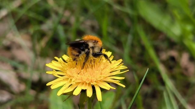 Шмель собирает и ест нектар из одуванчика смотреть онлайн