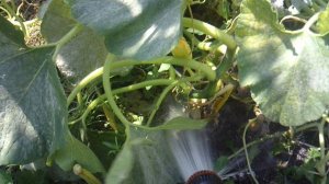 Полив тыквы сорта "Улыбка"