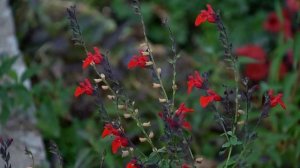 Шалфей мелколистный