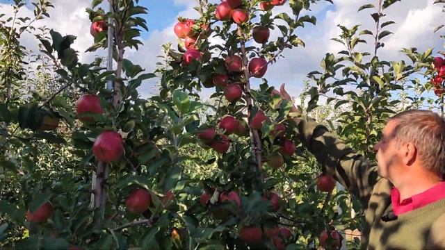 Сорт яблони Лигол, мой опыт культивирования. смотреть онлайн