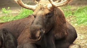 (8.09.2025) В Комсомольске зооцентр «Питон» отметил своё 35-летие