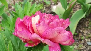 Цветение пионов ИТО-гибридов в 2023 году.