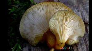 Грибы Вешенки осенние зеленые в лесу.