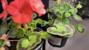 Как превратить балкон в зелёный сад за 1 день: идеи и со