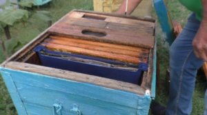 ПОДКОРМКА ПЧЕЛ сиропом.  Полынь.  Эндовираза.  Замена м?