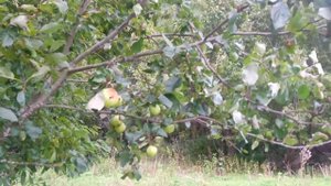 моё хозяйство#яблоня#вороны и яблоки