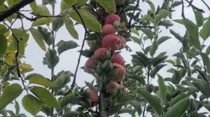 Сорт яблок Амброзия Ambrosia apple