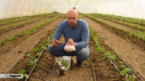 Высадка рассады огурцов в теплицу