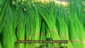 Осенний лук-батун в теплице — от посадки до продажи с ?