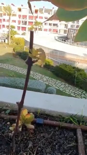 РОСТКИ ВИНОГРАДА ЗА 1МЕСЯЦ.3-ДЕНЬ ВЕТОЧКА ВИНОГРАДА №1 смотреть онлайн