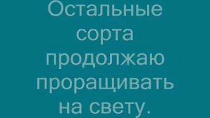 Проращивание помидоров на туалетной бумаге. 05.03.2016