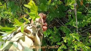 Сбор морошки в Республике Коми 2025. Белый-Гриб31