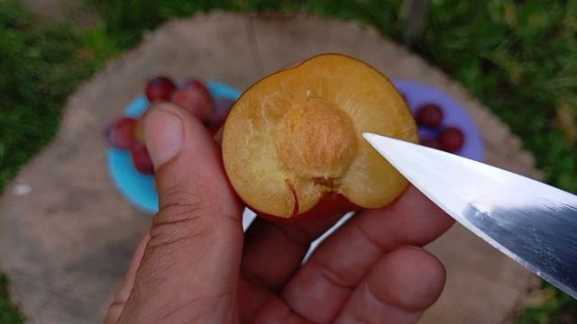 6.08.2025.огляд плодів диплоїдної сливи Оцарк Прем'єр , та ? смотреть онлайн