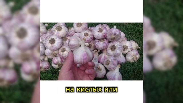 ЧЕМ ПОДКОРМИТЬ ЧЕСНОК, ЧТОБЫ ГОЛОВКИ БЫЛИ КРУПНЫЕ И ПЛ смотреть онлайн