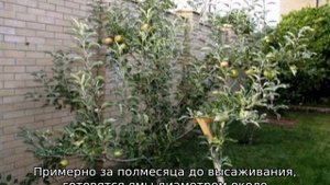 Яблоня Уралец