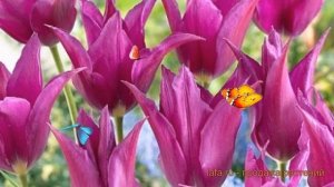 Тюльпан лилиецветная Пепл Дрим (tulipa pepl-drim) 🌿 обзор: ка?