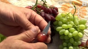 ТОП 15 НЕОБЫЧНЫХ ВКУСОВ ВИНОГРАДА НА НАШЕМ ВИНОГРАДНИК