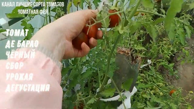 ТОМАТ ДЕ БАРАО ЧЁРНЫЙ очень урожайный, красивый, непри смотреть онлайн