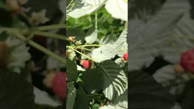 Лесная малина, где и как растёт смотреть онлайн