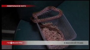 Большое количество гадюк на дачных участках появилос?