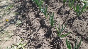 Подкормка лука весной