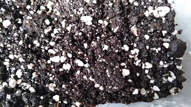 глоксиния и кипяток. смотреть онлайн