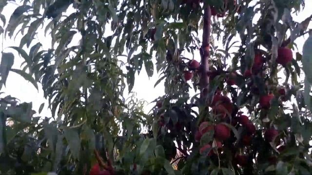 Персик Роял Глори (Royal Glory) смотреть онлайн