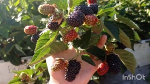 БЛЭК ДЖЕМ. Крупноплодный и вкусный сорт.