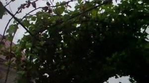 Виноград фаворит