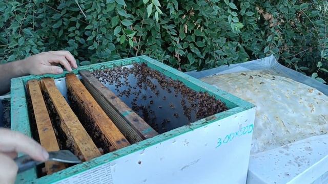 Новый материал Golden Buckfast Belarus от Доброго плотника смотреть онлайн