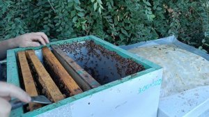 Новый материал Golden Buckfast Belarus от Доброго плотника