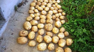 Можно ли мыть картошку после выкопки и обзор урожая 2025 г