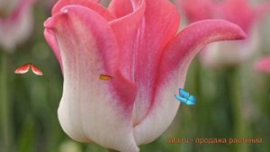 Тюльпан обыкновенный Триумф Краун ов Династи 🌿 обзор