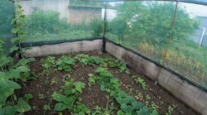 Жизнь в станице, ДОМ НА ЮГЕ, Опасная трава, Наконец-то Д