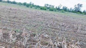 Дешевая сеялка для Ноутилла. Опрыскиватель 6,5тонн за М