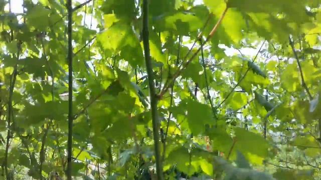 розалінда смотреть онлайн