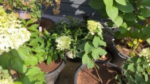Пересадка гортензий в горшки на 40литров