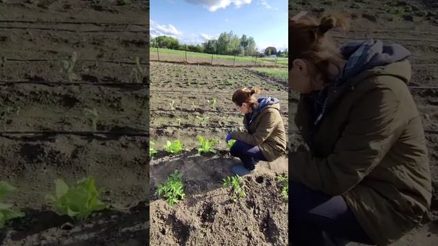 Висадка помідорів у відкритий ґрунт. Схема посадки гр? смотреть онлайн